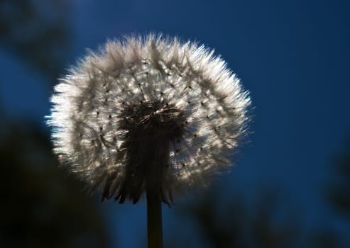 head of white fluffy dandelions at sunset