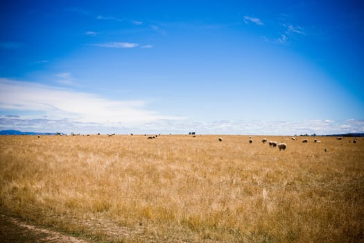 A herd of cows graze in a pasture over the clear blue sky