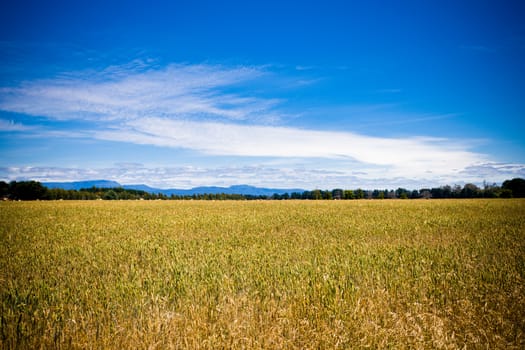 Landscape view of fresh cornfield against the bright blue sky