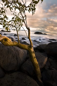 View of a beach at sunset with tree and rocks