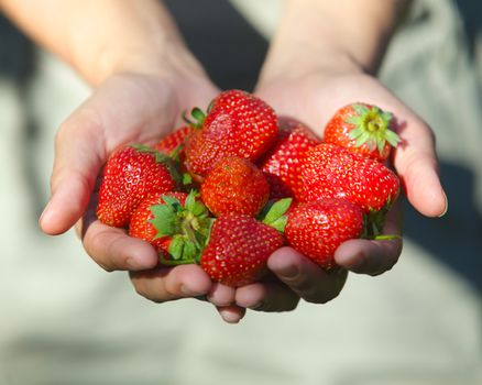 Fresh picked strawberries held in hand over strawberry plants