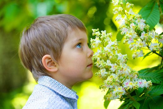 4 years old boy smelling flower chestnut in spring day.