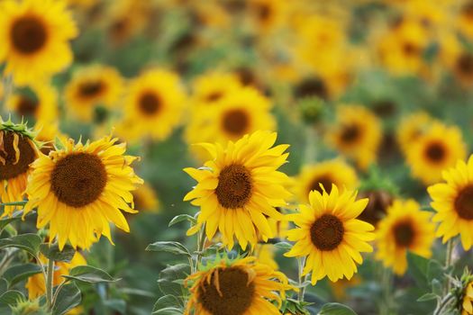 Field with blossoming sunflowers