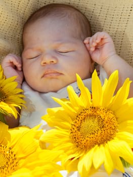 Newborn baby sleeps among big sunflowers