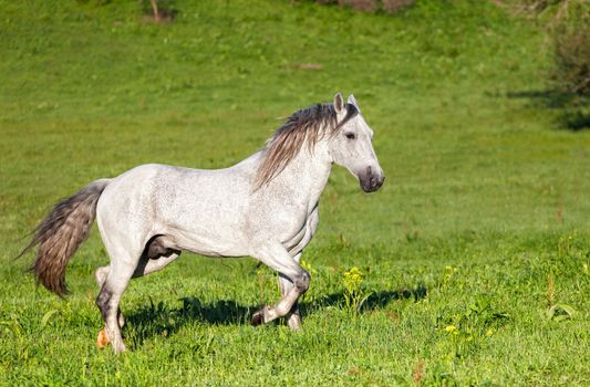 Gray Arab horse gallops on a green meadow