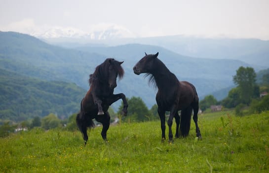 Two black stallions on a pasture