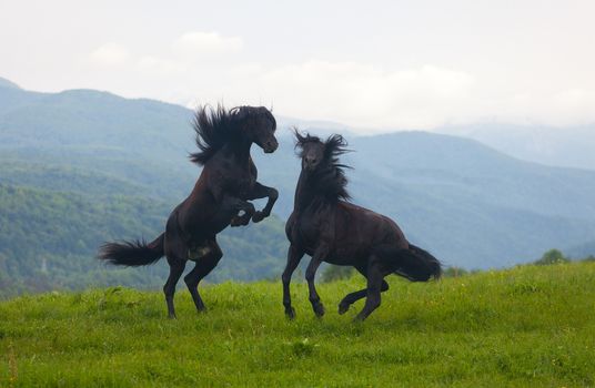 Two black stallions on a pasture