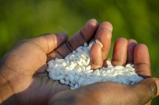 Closeup of African child holding rice. Concept of hunger in Africa.