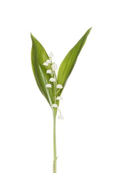 Lily of the Valley isolated on white