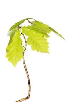 Small oak tree, isolated on white