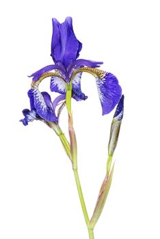 Iris close up, isolated on white