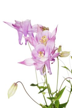 Aquilegia vulgaris (European Columbine) flower