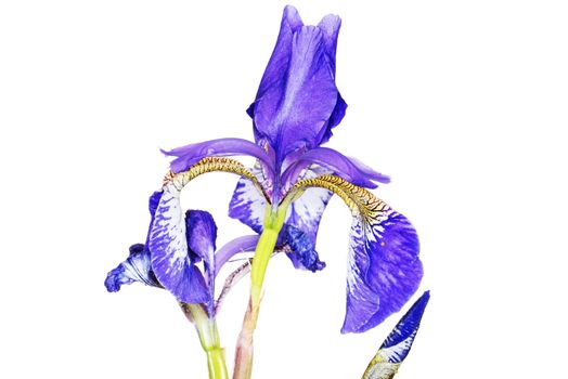 Iris close up, isolated on white