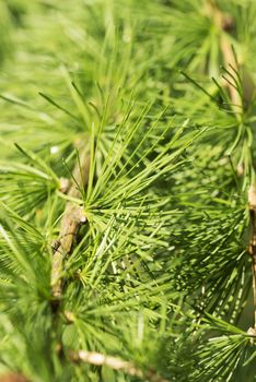 Larch close up