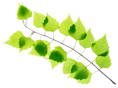 Birch twig with green leaves isolated