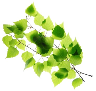 Birch twigs with green leaves isolated