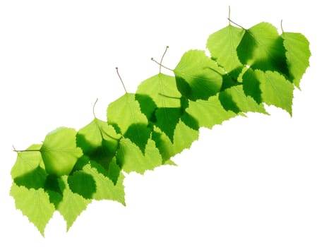 Row of green birch leaves isolated