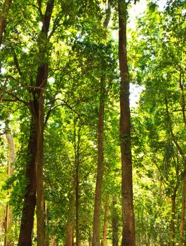 forest trees. nature green wood sunlight backgrounds