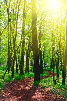 Pathway at sunny spring forest