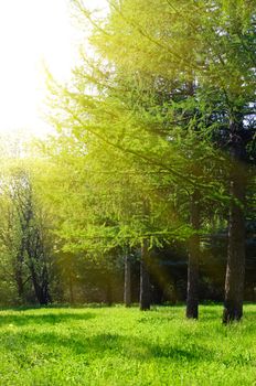 Sunny spring forest with sunbeams