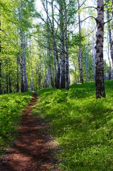 Sunny birch forest at spring