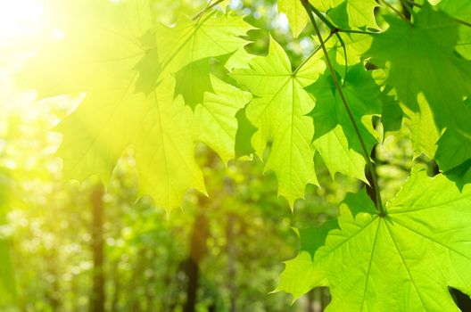 Maple leaves on spring floral background