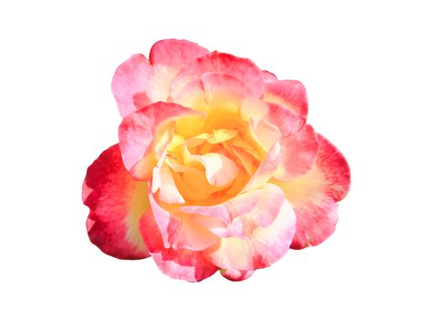 A beautiful pink rose against a white background. Pink roses are a great sign of romance and love