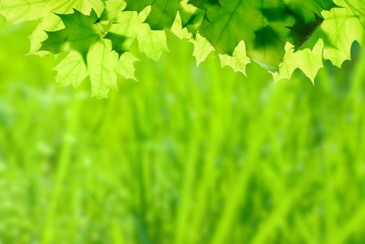 Green maple leaves on defocused floral background