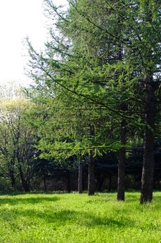 Sunny green forest at spring