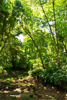 forest trees. nature green wood sunlight backgrounds