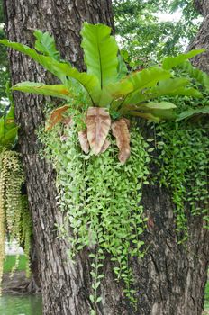 staghorn fern in city park in Bangkok, Thailand
