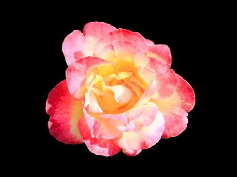 A beautiful pink rose against a black background. Pink roses are a great sign of romance and love