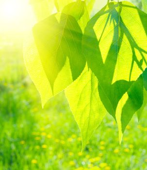 Sun over green poplar leaves