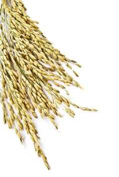 Close up wheat isolated on white background