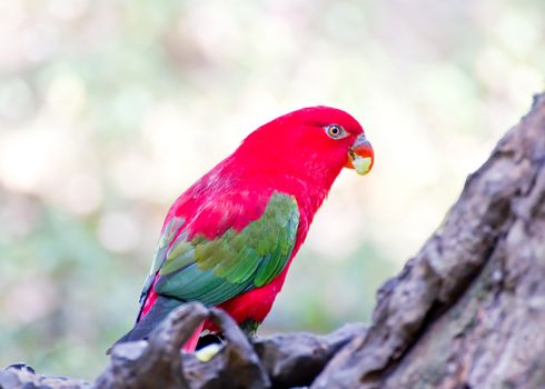 A couple of beautiful macaws