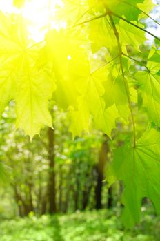 Maple leaves on spring floral background