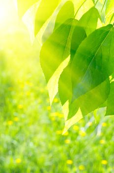 Poplar leaves on spring floral background