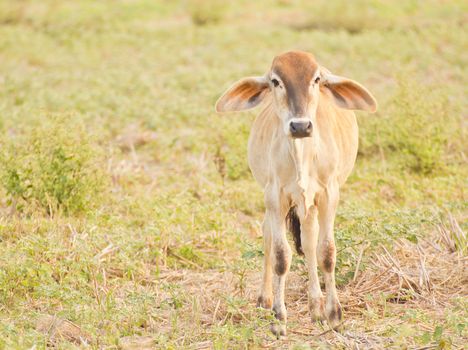 Cow on a summer cornfield in a summer rural landscape