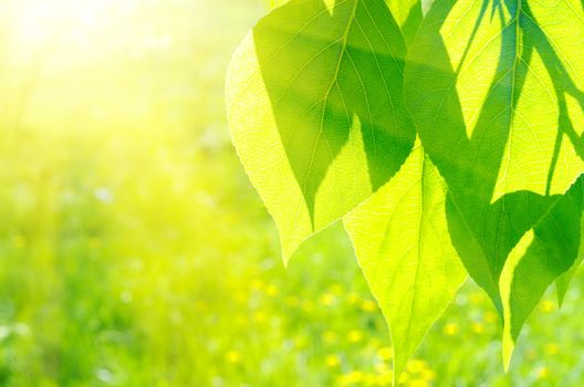 Poplar leaves on spring floral background