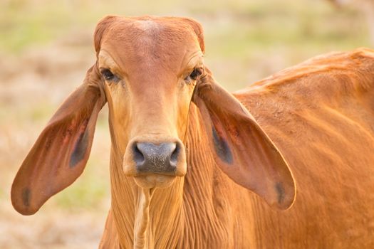 Cow red stands on the background of the milky sky looks smart dark eyes threatened with beautiful horns with soft, green rural landscape with lush grass