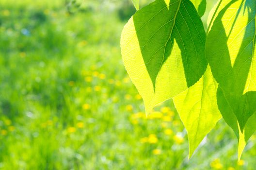 Green poplar leaves on defocused floral background