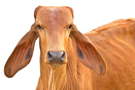 Red cow looks into camera, isolated over white