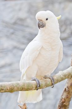 White cockatoo perching on branch