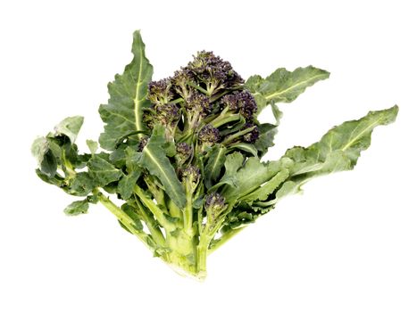 raw uncooked Purple Sprouting Broccoli isolated white background