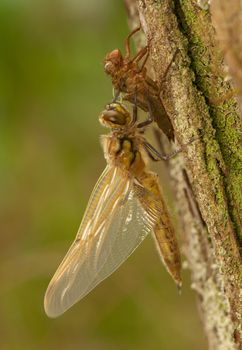 Libellula quadrimaculata