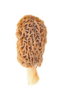 Sporocarp of a freshly picked yellow morel mushroom (Morchella esculenta or esculentoides) collected from a back yard in Indiana isolated against a white background