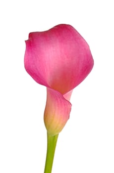 Single flower and stem of a pink calla lily (Zantedeschia hybrid) isolated against a white background