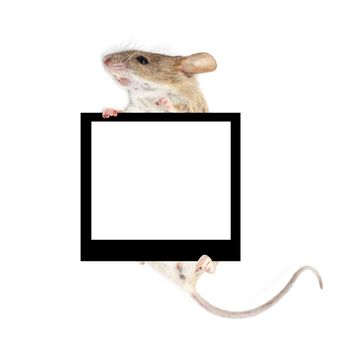 mouse in the paws of a frame holding a white background