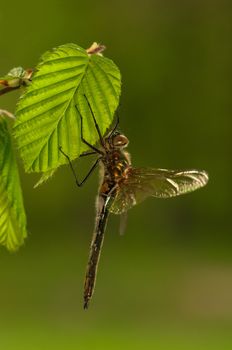 Cordulia aenea