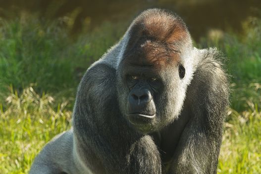 Silverback gorilla standing in morning sunshine and staring
